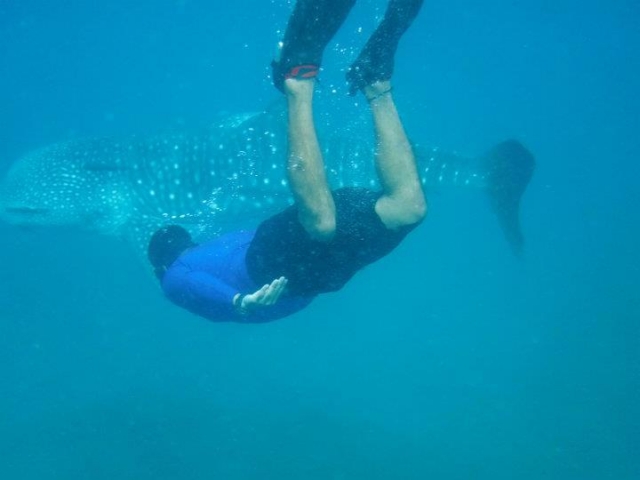  Snorkeling avec les requins baleines 